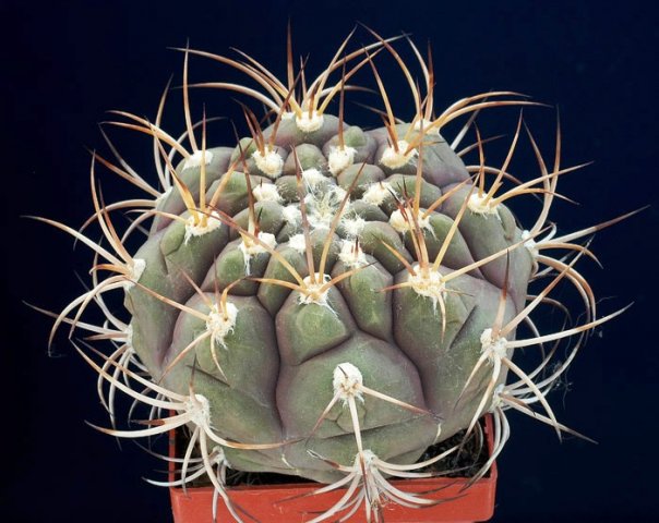 Gymnocalycium_pflanzii_v_albipulpa